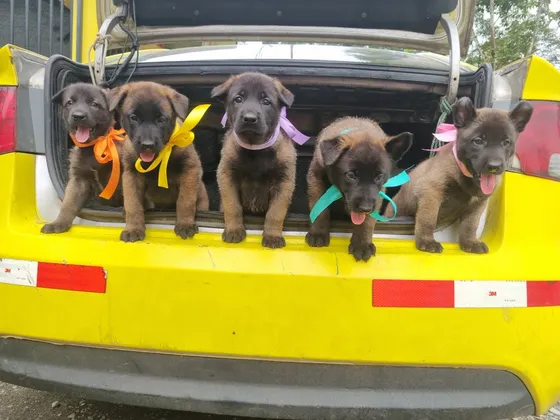 1 Cachorra Pastor Belga Malinois.    1 Vacuna Y Desparacita