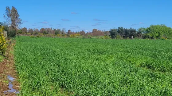 Terreno Agrícola Plano En Coihueco 1,99 Hectáreas
