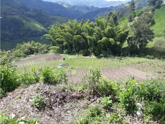 Lote En Venta En La Siria, Manizales | Venta De Lotes