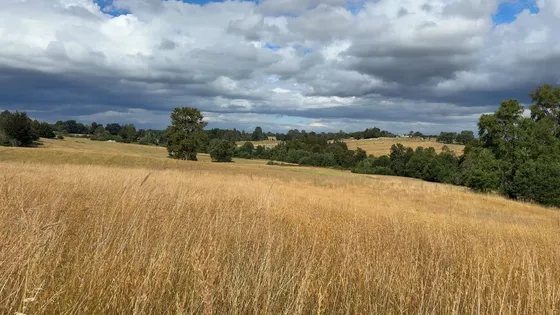 Parcela En Venta En Purranque, Maipue, De 4 Hectáreas 