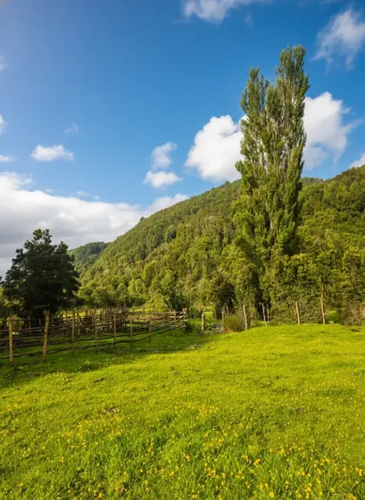 Reserva Agoní - Queilen 36 Há En La Isla Grande De Chiloé