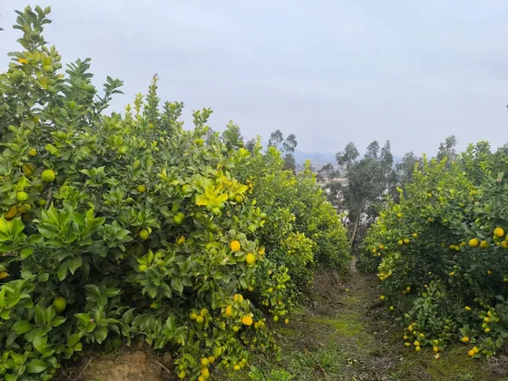 Venta De Parcela Agrícola Con Producción De Cítricos
