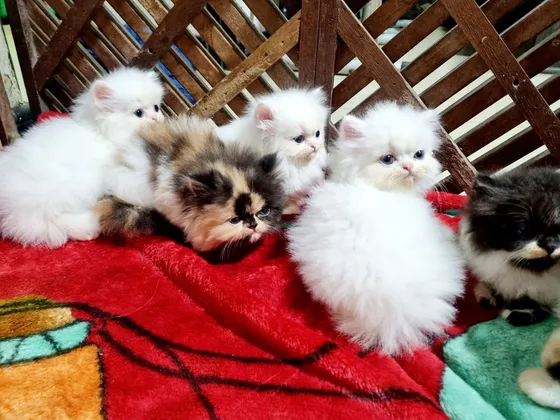 Cortapelos gatos persas new arrivals