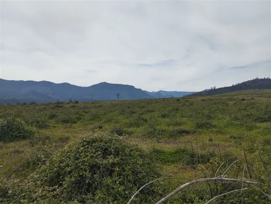 Vende 49 Hectáreas En Río Claro, Región Del Maule