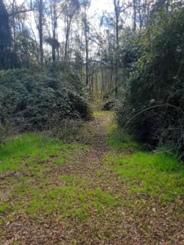 Parcelas Camino A San Fabián De Alico, Rol Propio, 5000m2
