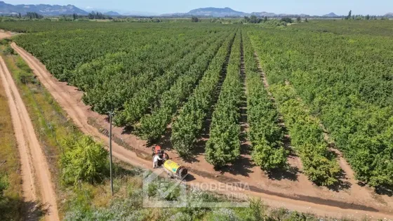 Agrícola En Venta En Pelarco