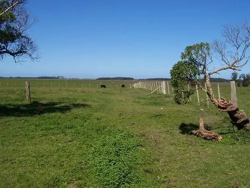 Campo 386 Ha - Rocha - Uruguay (ver Descripción)