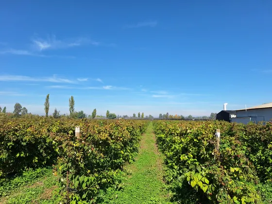 Venta De Campo Productivo En Chimbarongo Id 75.093-cam