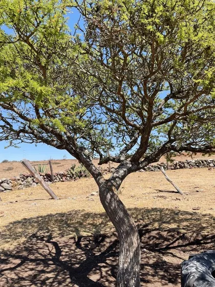 Terreno En Venta En Nopala | Hidalgo