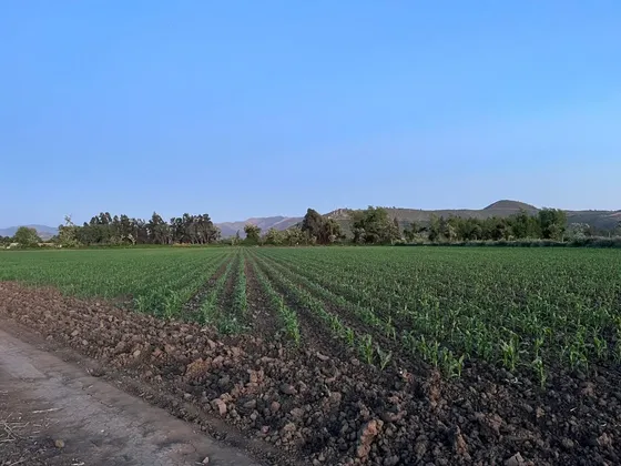 Vendo Parcela 4,0 Hectáreas Tierra De Primera Maria Pinto