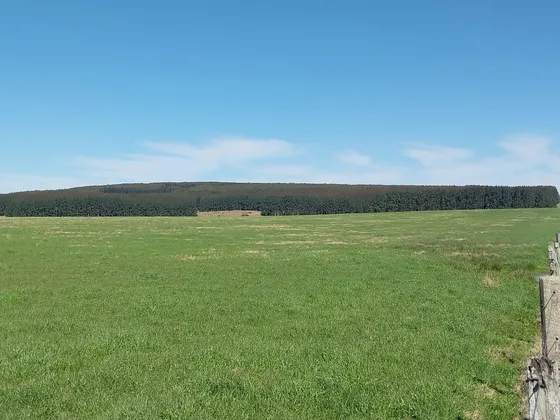 Campo Agricola Forestal Ganadero En Durazno 1380 Hectareas - Tm6370527