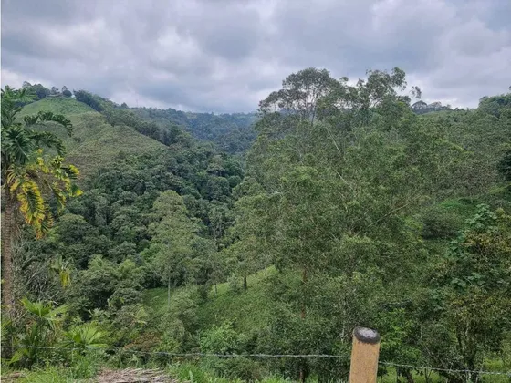 Finca De 8.4 Cuadras En Filandia Para La Venta Con Vista Y Quebrada
