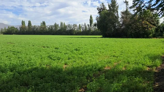 Extenso Terreno En Noviciado Con Derechos De Agua