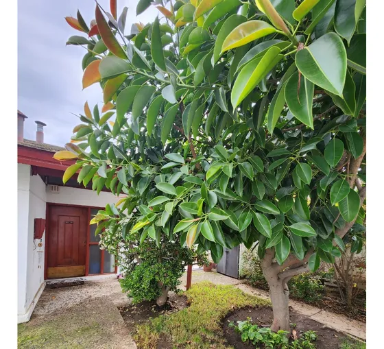 Casa Con Estupendo Terreno Para Remodelar. Regio Sector