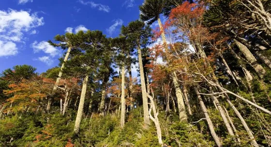 Sitio Colindante Al Parque Nacional Huerquehue