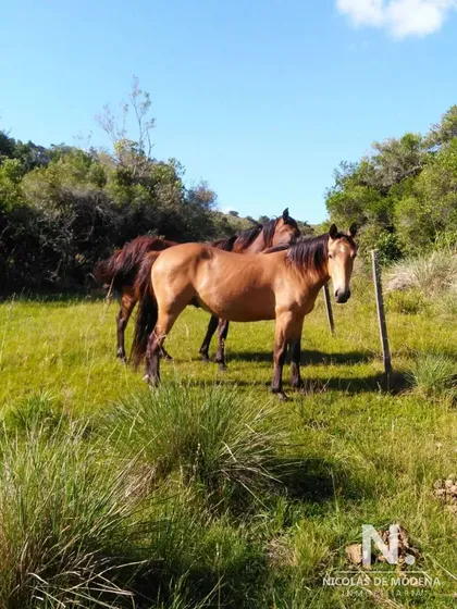 Campo De 38 Hs Con 8690 M2  Limite De Maldonado Y Lavalleja - Consulte !!!!
