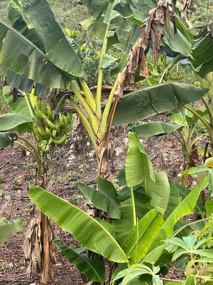 Terreno En Hato Mayor Sembrado 