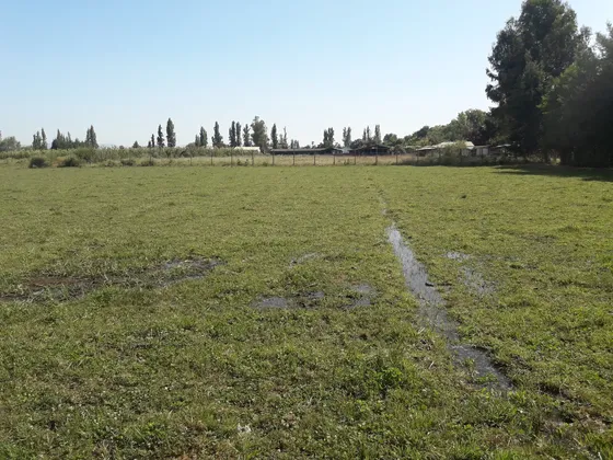 Vendo 2 Ha Pangue Arriba, San Rafael, Talca