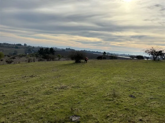 Rebajado Vende Campo Frutícola 141 Hás Región Del Maule