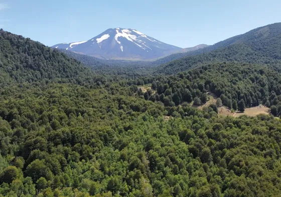 En Venta Hermosas Parcelas 5000m2 Malalcahuello