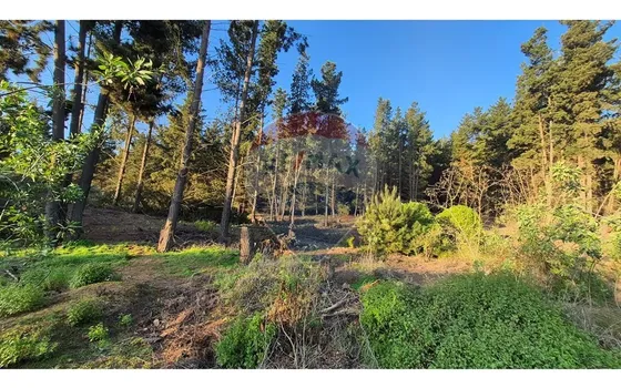 Terreno En Loteo Rol Propio/los Pinos (1.500 Mts2)