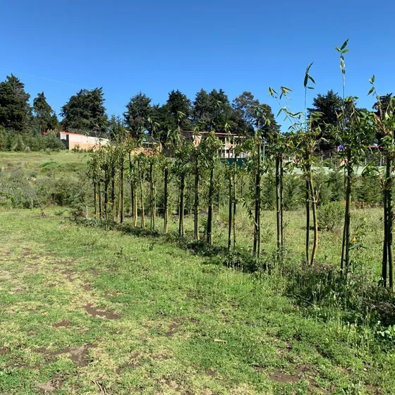 Terreno Rústico En Residencial Los Cedros