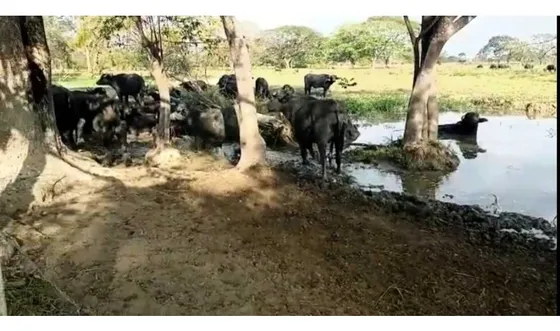 Tierras Privadas En Cojedes, Aptas Para La Cría De Búfalo. Vegas.