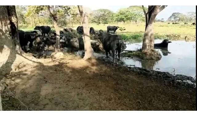 Tierras Privadas En Cojedes, Aptas Para La Cría De Búfalo. Vegas.