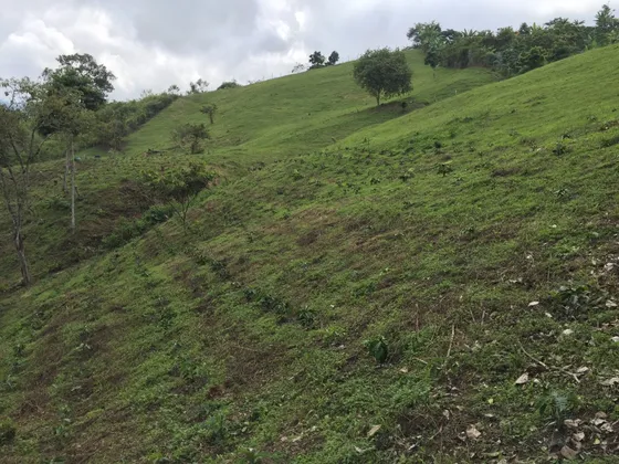 Lote Vereda La Selva, Corregimiento Costa Rica, Ginebra Valle Del Cauca
