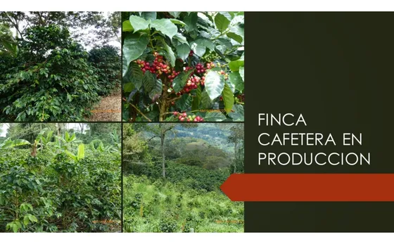 Venta Finca Cafetera En Producción , Guaduas 