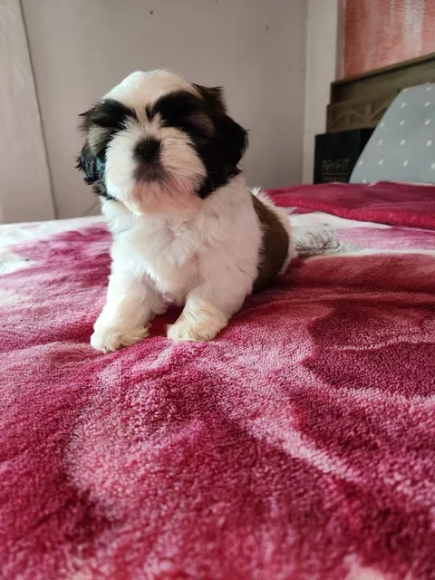 Filhotes De Lhasa Apso Disponíveis,vacinados 