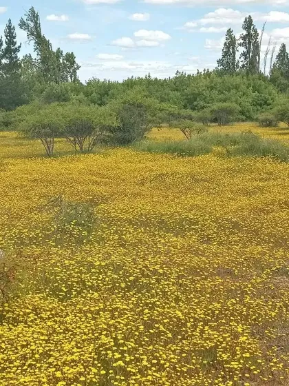 Vendo Pequeño Campo De 25.4 Ha En Cauquenes, Chile
