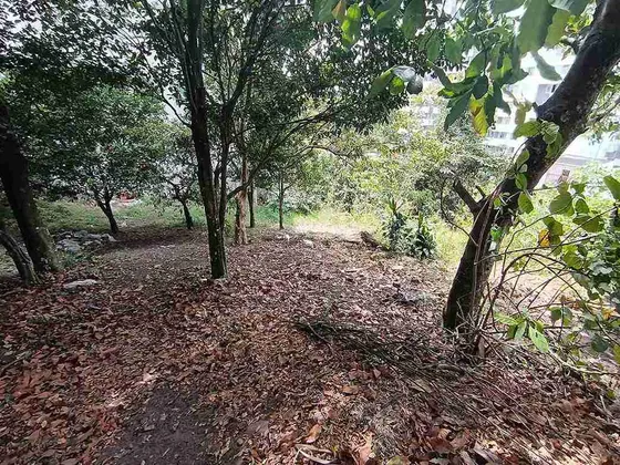 Lote En Venta En Sector Norte/armenia  (279058970).