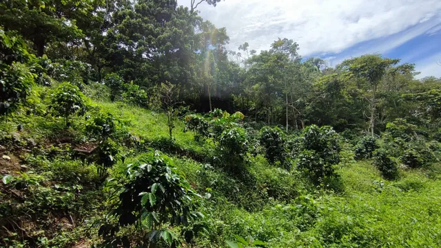 Em. Se Vende Hermosa Y Prospera Hacienda Cafetera 467 Hectár