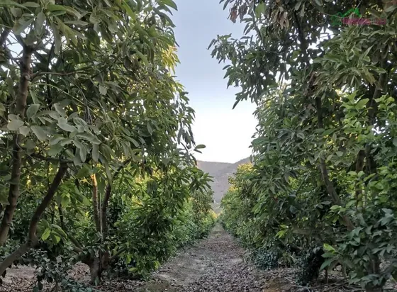 Espectacular Parcela Agrícola En Venta Con Casa En Naltahua