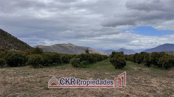 Parcela 10.000m2/cabildo/los Molinos E-327/palto Y Limoneros