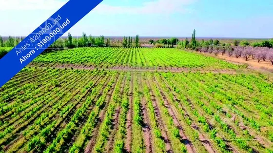 Campo - Finca Productiva De 5 Has, Finca Boutique, Viñedo Malbec