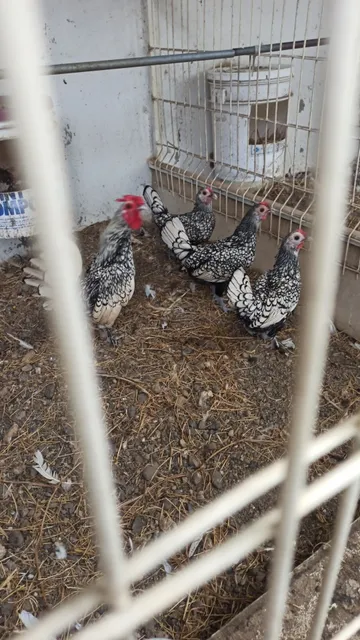 Gallinas Exótica 