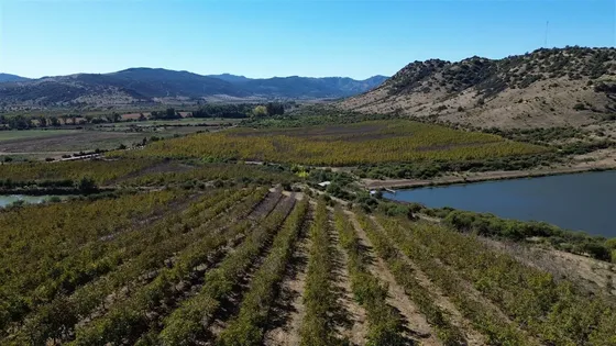 Agrícola De 230 Has En Venta En Pencahue