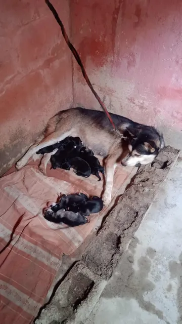 Perro Husky Siberiano