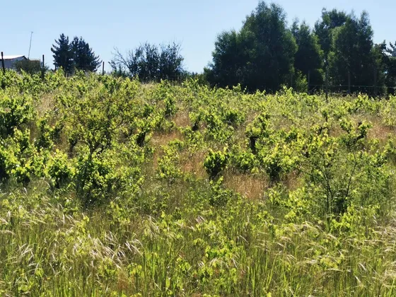 Sitio En Venta En Cauquenes