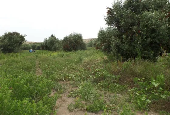 Lote 72, La Cachina