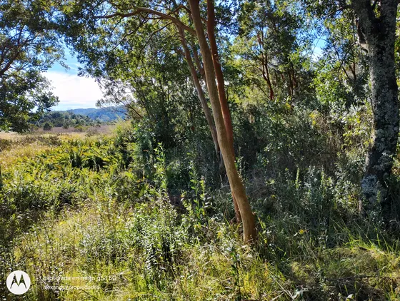 Venta Terreno - Sitio 5000mts Valdivia