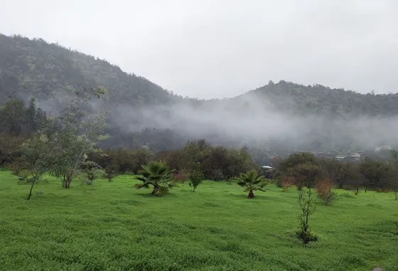 Parcela En Venta 5.000 M2 Paine / Pintue
