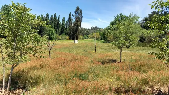 Parcela En Nirivilo, San Javier 1,4 Ha Orilla Camino