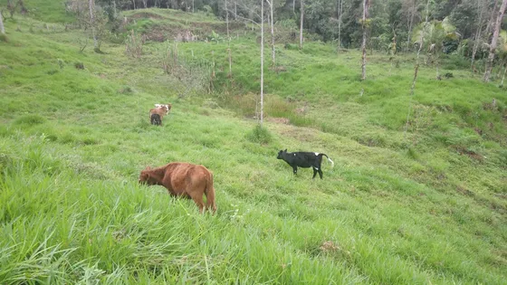 Finca, Vélez Santander Vendo Permuto O Cambio  