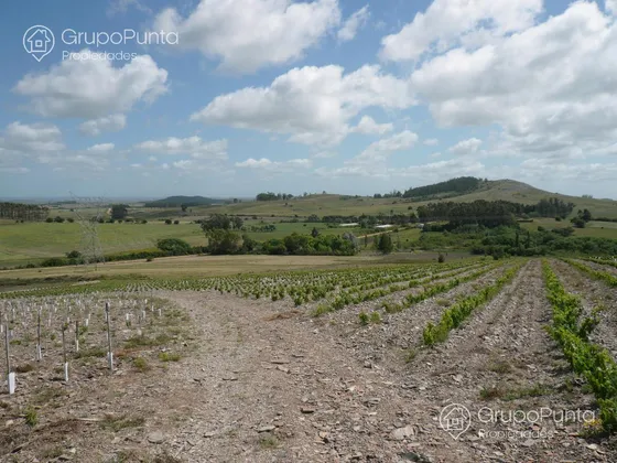 Campo De 10 Hectareas Con Viñedo De 2 Hectareas. Financiacion!