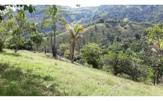 Venta De Finca  Filadelfia Caldas