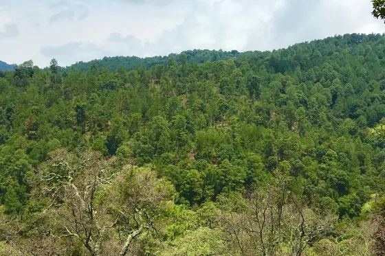 Venta De Terreno En Mazamitla Para Desarrollo