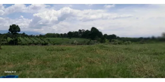 Venta Lote Campestre Independiente La Tebaida Quindío